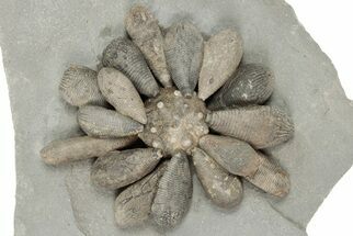 Jurassic Fossil Urchin (Firmacidaris) - Amellago, Morocco #194857