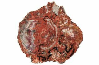 14.5" Polished, Petrified Wood (Araucarioxylon) Round - Arizona - Fossil #195137