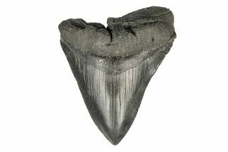 Bargain, 4.95" Fossil Megalodon Tooth - Serrated Blade - Fossil #193958