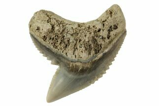 1" Fossil Tiger Shark (Galeocerdo) Tooth -  Aurora, NC - Fossil #195089