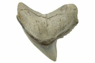 1.03" Fossil Tiger Shark (Galeocerdo) Tooth -  Aurora, NC - Fossil #195091