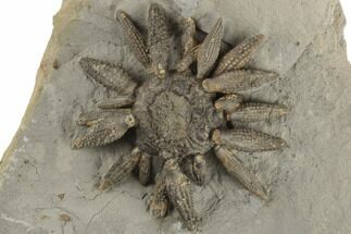 2.2" Jurassic Club Urchin (Caenocidaris) - Boulmane, Morocco - Fossil #194865
