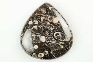 1.17" Polished Fossil Turritella Agate Cabochon - Wyoming - Fossil #195193