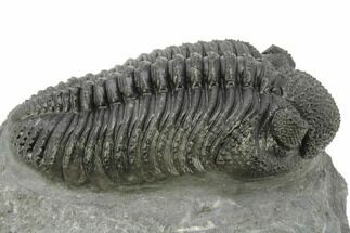 Large, Drotops Trilobite - Gorgeous Specimen #195821