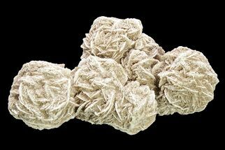 6.9" Desert (Selenite) Rose - Chihuahua, Mexico - Crystal #195850