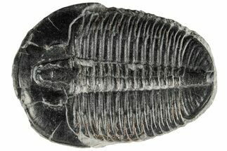 Huge, Elrathia Trilobite Fossil - Utah #195807