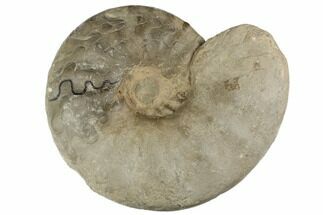 Triassic Ammonite (Ceratites) Fossil - Germany #196059