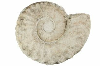 Cretaceous Ammonite (Mortoniceras) - Oklahoma #196061
