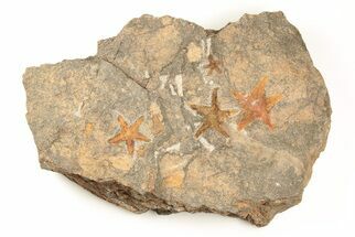 Four Ordovician Starfish (Petraster?) Fossils - Morocco #195862