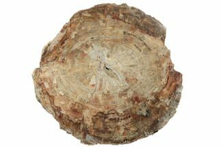 11.5" Petrified Wood (Araucaria) Round - Madagascar  - Fossil #196757