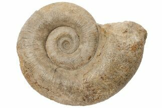 4.8" Toarcian Ammonite (Lytoceras) Fossil - France - Fossil #196768