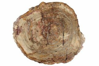 20" Thick-Cut, Petrified Wood (Araucaria) Round - Madagascar - Fossil #196749