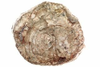 21" Colorful, Petrified Wood (Araucaria) Round - Madagascar  - Fossil #196766