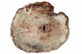 18.6" Colorful, Petrified Wood (Araucaria) Round - Madagascar  - Fossil #196771
