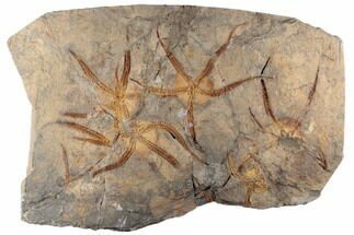 12" Slab With Multiple, Large Brittle Star Fossils - Morocco - Fossil #196747
