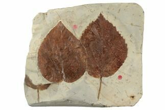 Two Gorgeous Fossil Leaves (Davidia & Beringiaphyllum) - Montana #196800