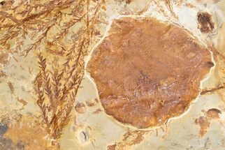 Fossil Leaf (Zizyphoides) & Cyprus (Taxodium) Fronds - Montana #196821