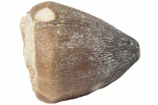 1" Crushing Mosasaur (Igdamanosaurus) Tooth - Morocco - Fossil #182193