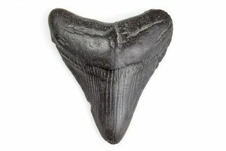 2.74" Juvenile Megalodon Tooth - South Carolina - Fossil #195921