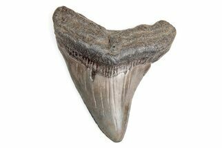 2.82" Juvenile Megalodon Tooth - South Carolina - Fossil #195926