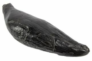 Fossil Sperm Whale (Scaldicetus) Tooth - South Carolina #197062