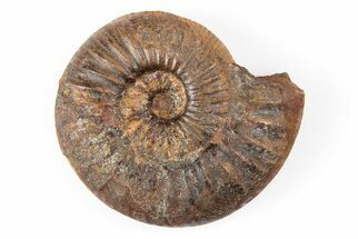Iron Replaced Ammonite Fossil - Boulemane, Morocco #196581