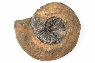 Iron Replaced Ammonite Fossil - Boulemane, Morocco #196591