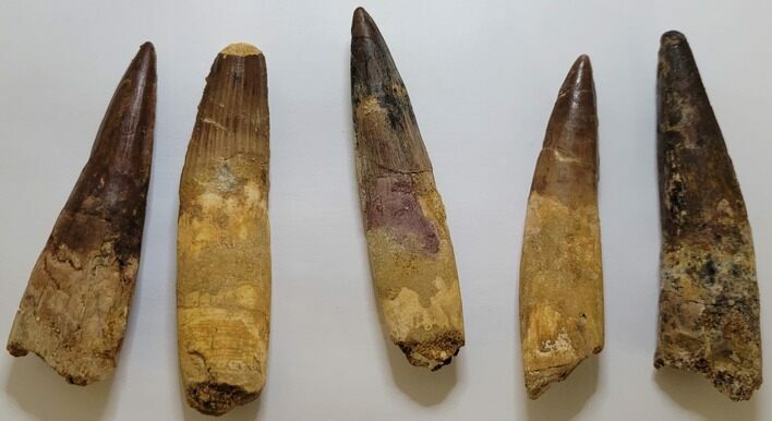 Lot Of 5 Spinosaurus Teeth (#197221) For Sale - FossilEra.com