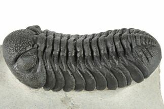 Very Nice, Large, Morocops Trilobite - Excellent Eyes #197134