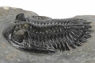 Hollardops Trilobite With Visible Eye Facets - Ofaten, Morocco #197120