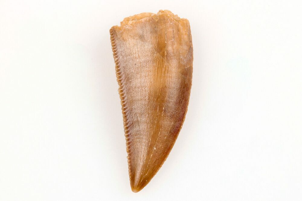 Serrated, .73" Raptor Tooth Real Dinosaur Tooth (196539) For Sale