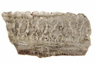 Paleoproterozoic Stromatolite (Eucapsiphora) Slab - Australia #197361