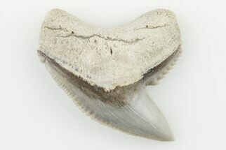 1.09" Fossil Tiger Shark (Galeocerdo) Tooth -  Aurora, NC - Fossil #195101
