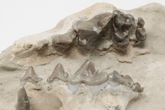 Fossil Oligocene Canid (Hesperocyon) Jaws in Situ - Wyoming #197357