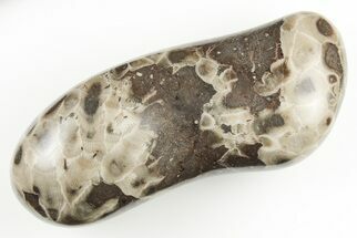 Large, 4.7" Polished Petoskey Stone (Fossil Coral) - Michigan - Fossil #197474