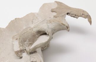 2.2" Fossil Squirrel-Like Mammal (Ischyromys) Skull - Wyoming - Fossil #197366
