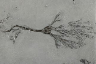 Crinoid (Dendrocrinus) Fossil - Rochester Shale, New York #197399