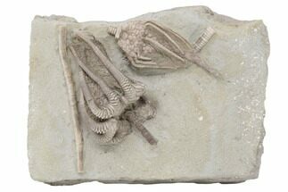 Fossil Crinoid Plate (Two Species) - Crawfordsville, Indiana #197533