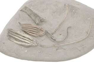 Fossil Crinoid Plate (Three Species) - Crawfordsville, Indiana #197523