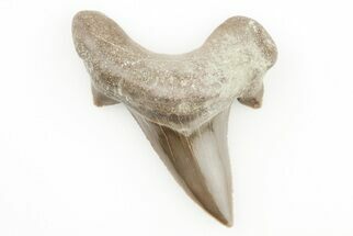 Fossil Mackerel Shark (Cardabiodon) Tooth - Kansas #197367