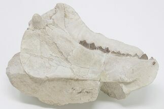 Fossil Oreodont (Merycoidodon) Left Mandible - Wyoming #197398