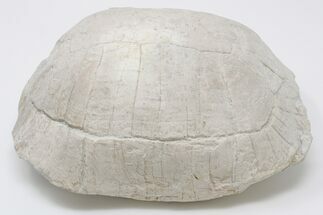 Fossil Tortoise (Stylemys) - Wyoming #197486