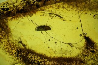 Fossil Spider Web In Baltic Amber - Rare! #197676