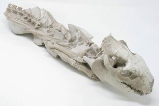 Articulated, Fossil Oreodont (Miniochoerus) Skeleton - Wyoming #197374