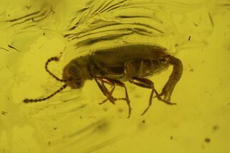 Fossil Beetle in Baltic Amber #197712
