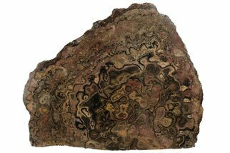 Polished Stromatolite (Greysonia) Section - Bolivia #197395