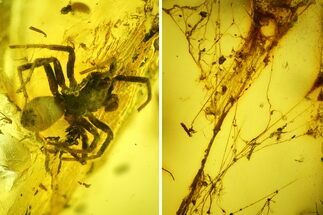 Fossil Spider (Araneae) with Spider Webs in Baltic Amber - Rare! #197736