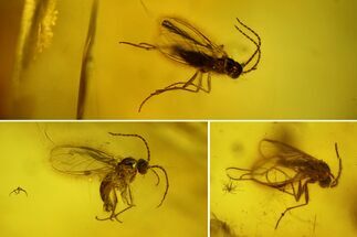 Three Fossil Flies (Diptera) In Baltic Amber #197757
