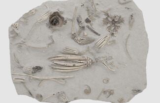 Fossil Crinoid Plate (Seventeen Species) -Crawfordsville, Indiana #197612