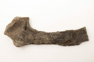 Fossil Mosasaur (Clidastes) Pubis Bone - Kansas #197613